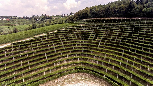 Tedeschi vineyard